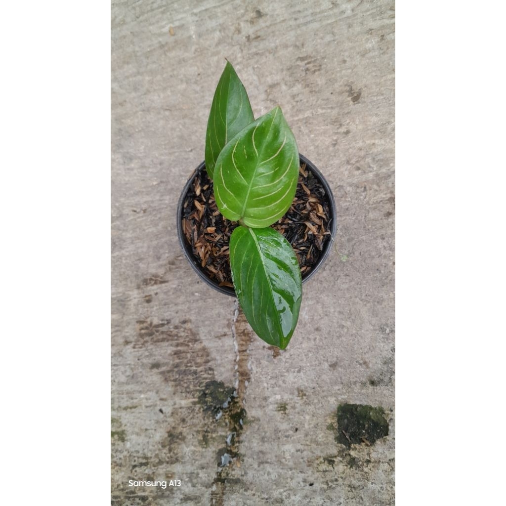 Aglonema Asri Variant Black Rumpun 2 (Size Baby) (4)