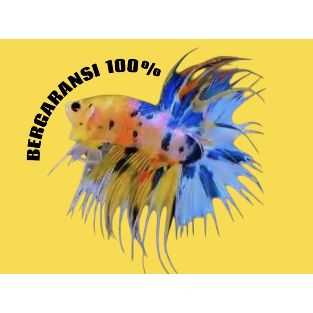 IKAN CUPANG CT MULTI + CUPANG CROWNTAIL MULTICOLOR