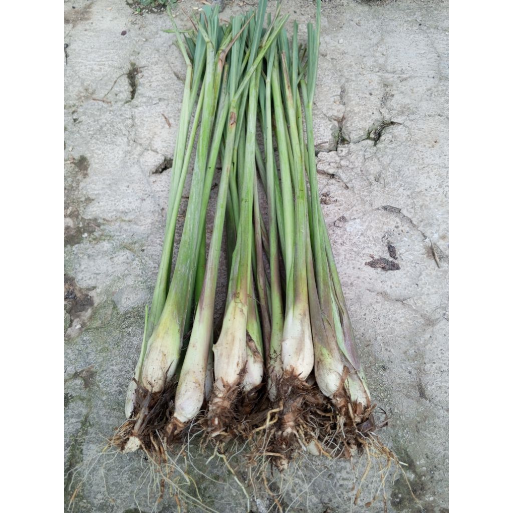 bibit serai / bibit serai dapur / bibit serai masakan / 1 batang