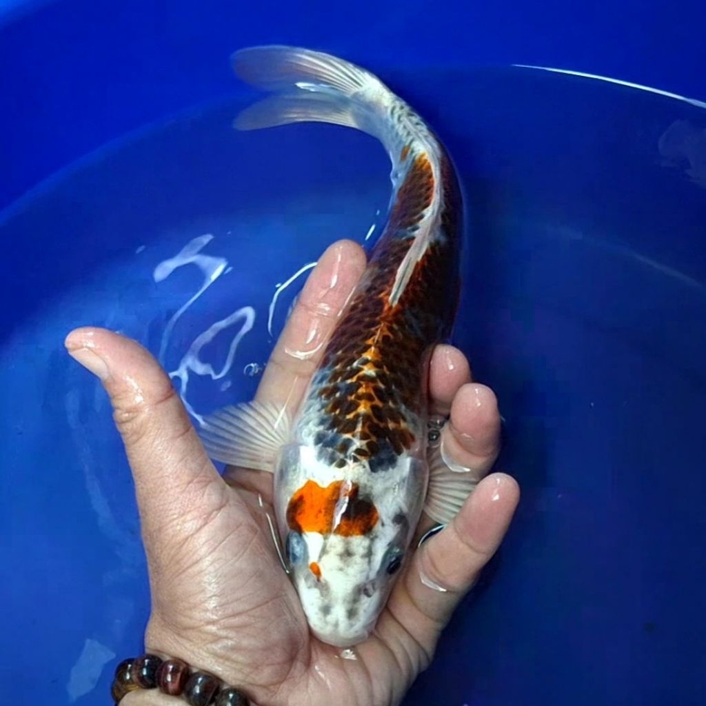 Ikan Koi Blitar Jenis Kujaku / Rumah Koi Jakarta / kode 0014