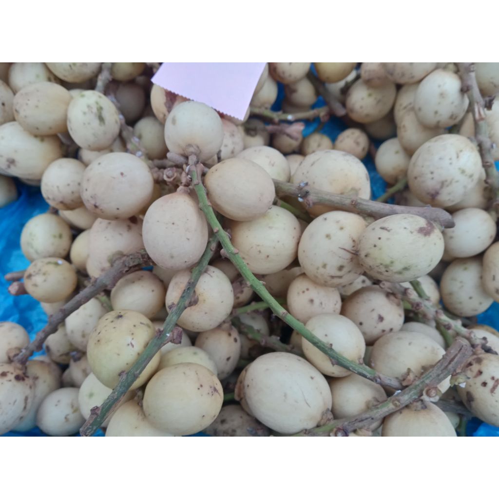 Buah Langsat / Langsep / Kokosan / Duku / Doko segar