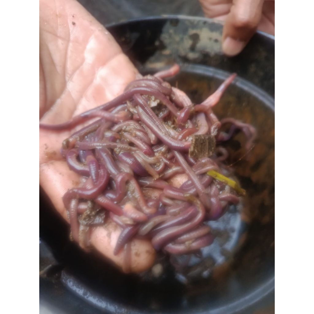 CACING ANC/ CACING SAPI/ CACING MERAH