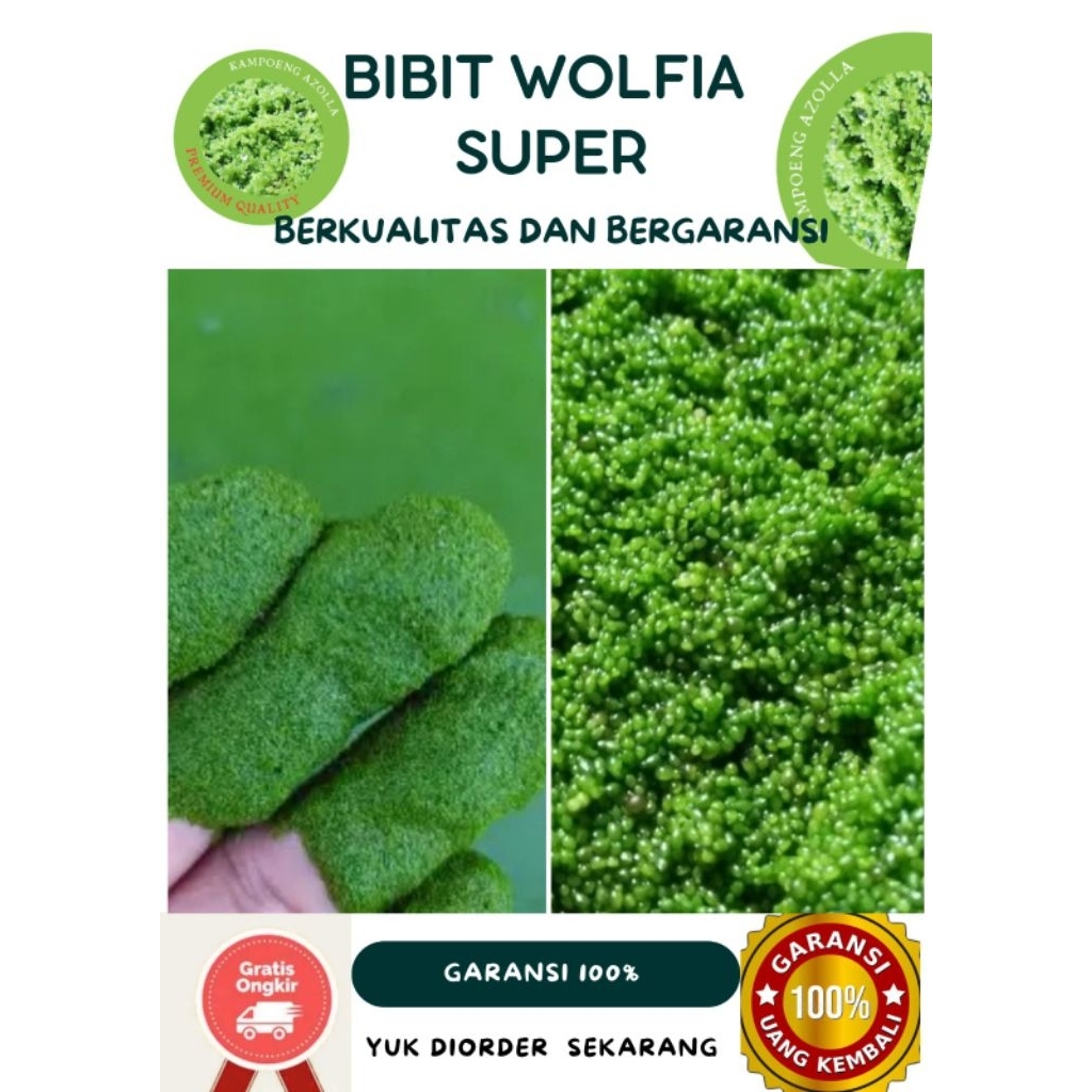 Wolffia 1Kg + Media Air Nutrisi | Siap Tebar, Cepat Panen, Anti Ribet | Wolffia Superfood Pakan Ikan