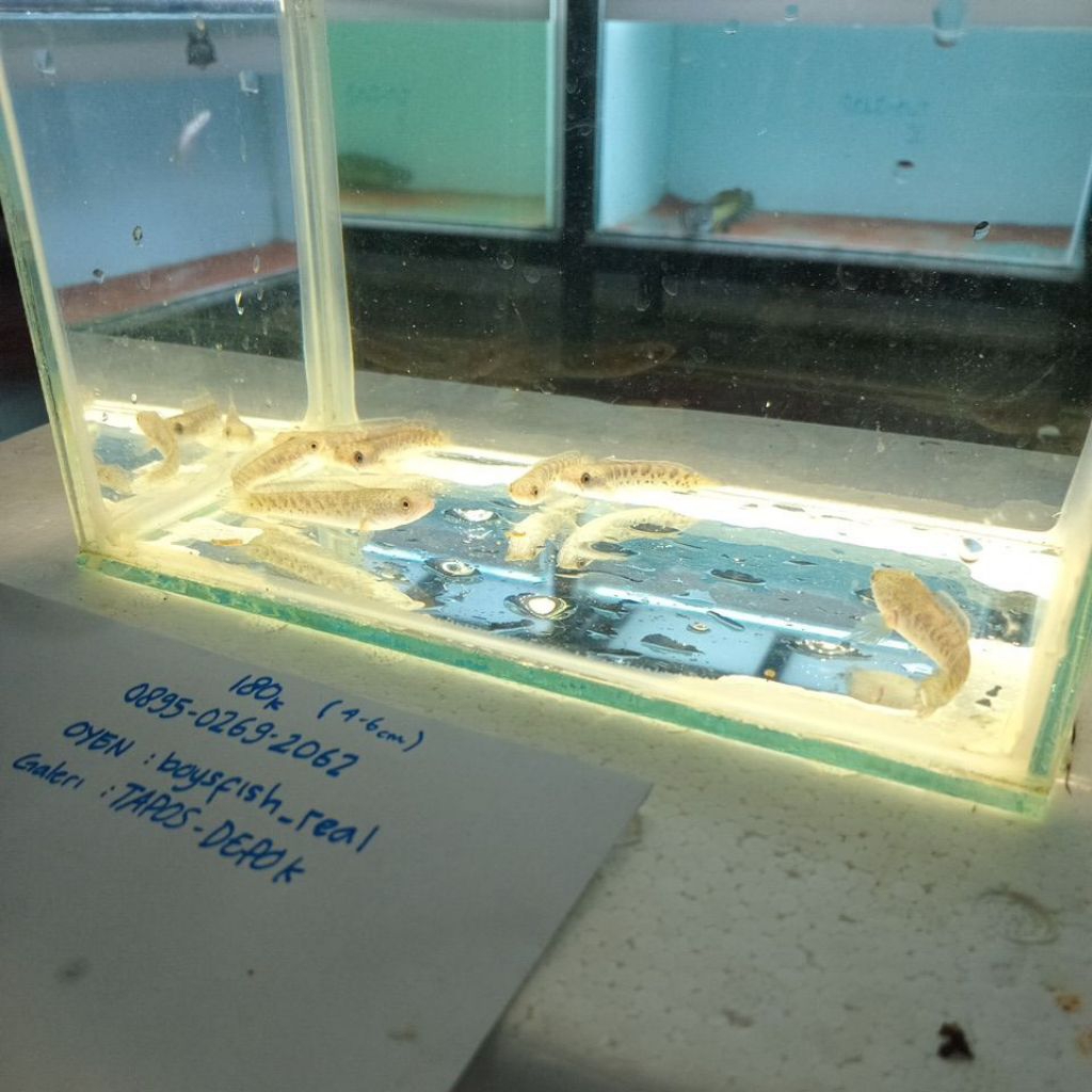 Auranti CB 4-6CM ( Auranti Aseli )