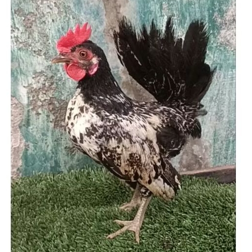 ayam kate jantan muda