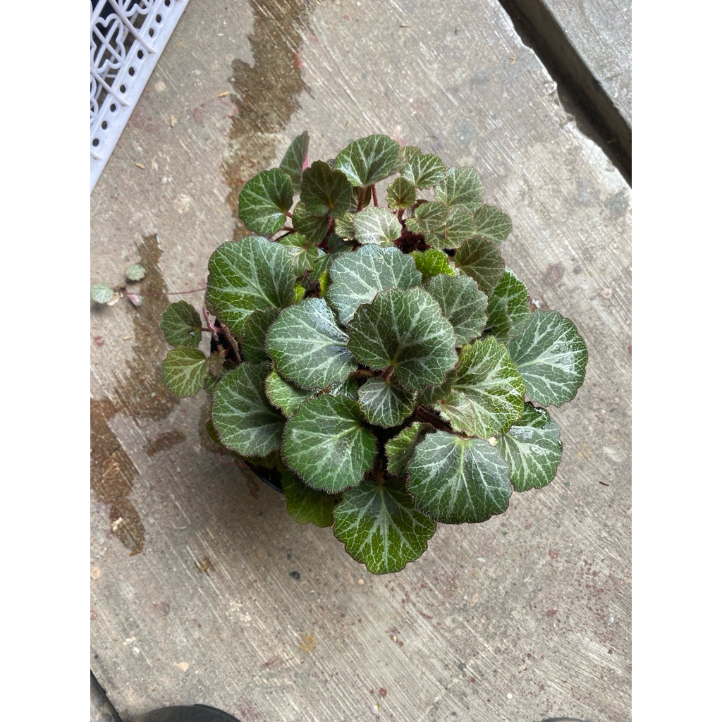 Begonia strawberry - begonia murah - begonia tanaman hias