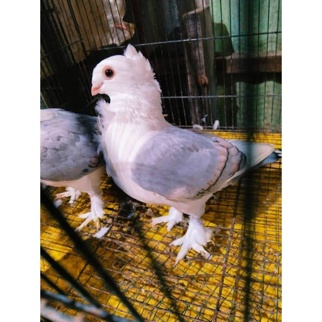 Merpati hias santinet bluenet silvernet