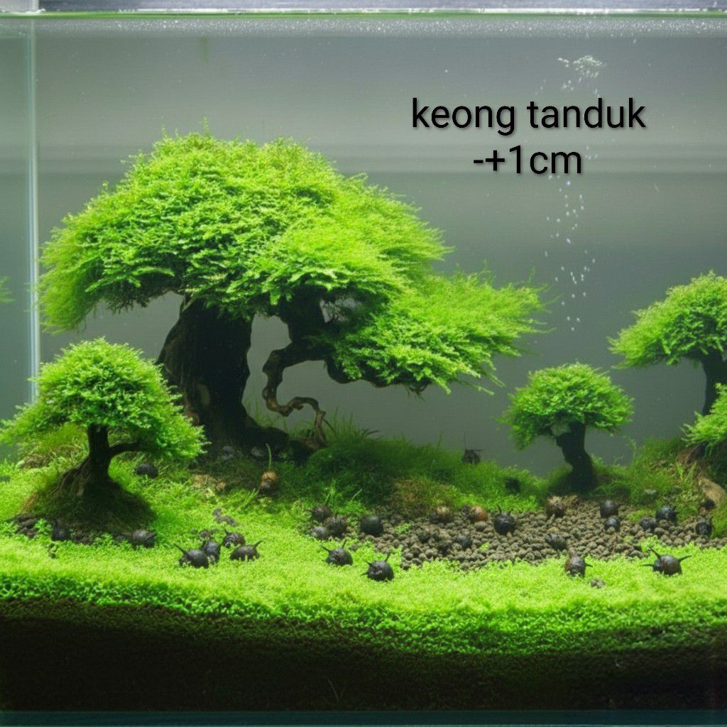 keong tanduk, 10rb = 5ekor. keong hias aquascape aquatic air tawar