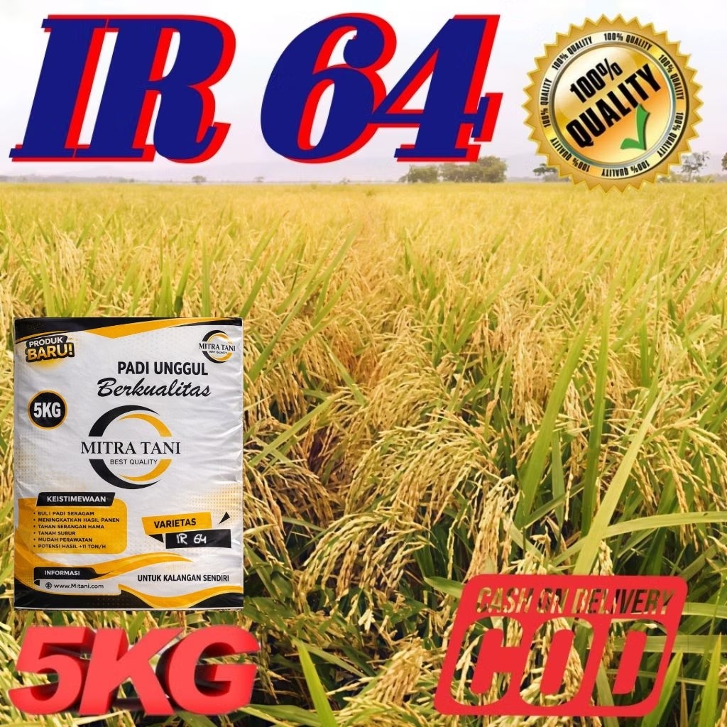 benih padi berkualitas Ir 64 kemasan 5kg