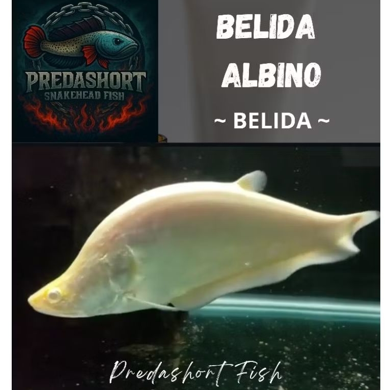 ikan hias Belida Albino bergaransi pengiriman