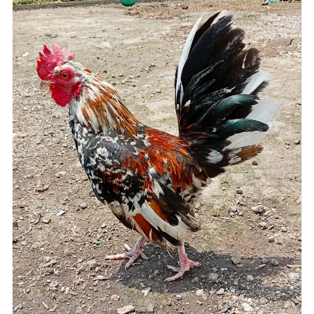 Ayam Kate Jago Muda Jali Batik Corak Bagus nan Lucu
