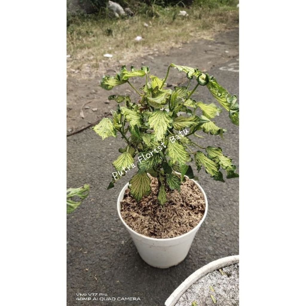 tanaman hias waru wayang