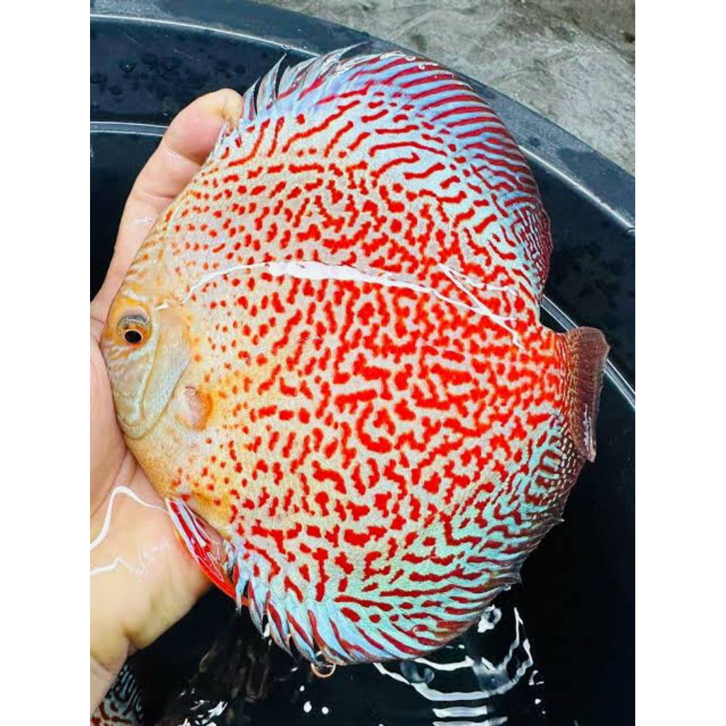 leopard rainbow hiasan aquarium discus