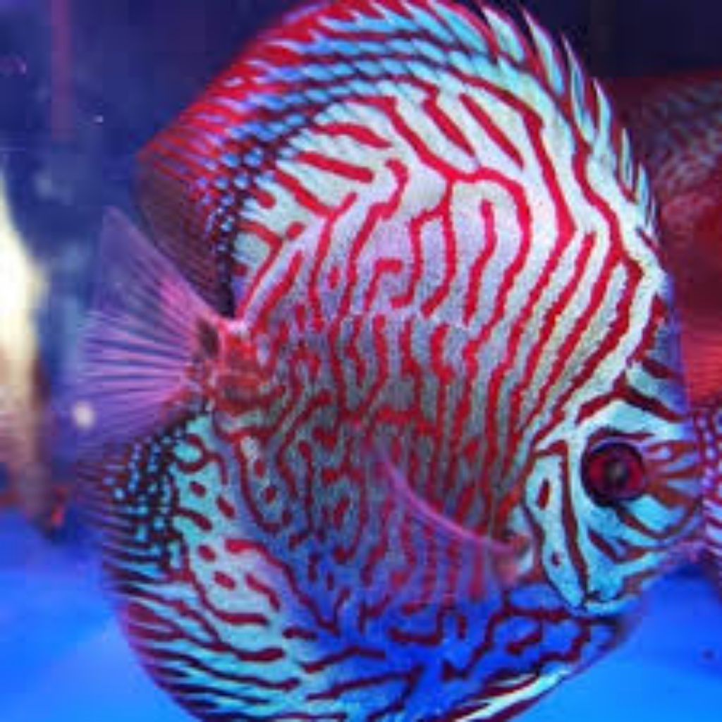platinum blue tiger mozaik hiasan aquarium discus