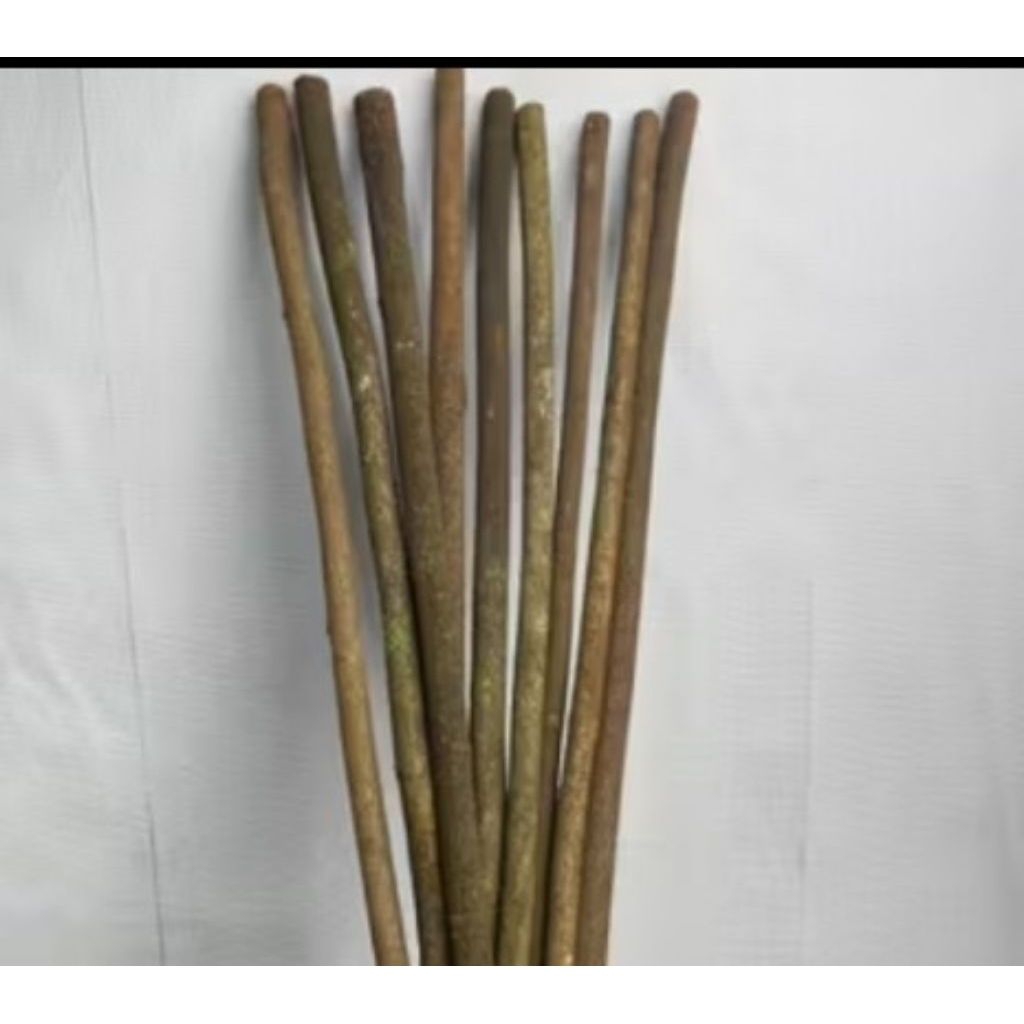 tangkringan sangkar burung murai Kacer kenari asem Bali halus.