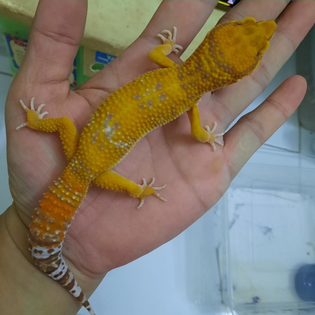 Mainan Premium Gecko leopard dewasa Sun Spot