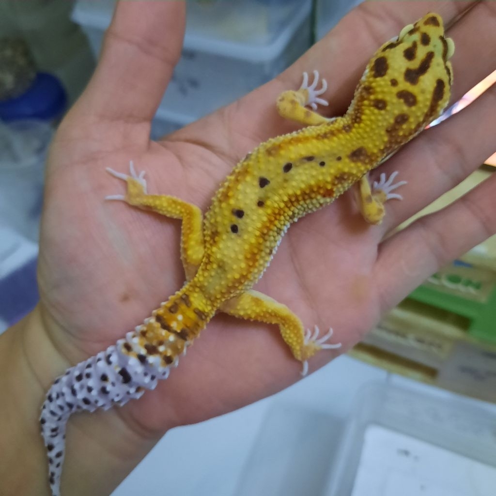 Mainan anak Dewasa gecko Leopard emerine RS