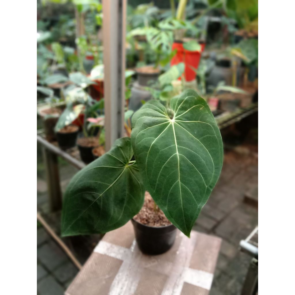 anthurium Regale x magnificum