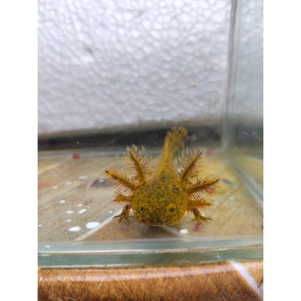 axolotl marbel baby fish