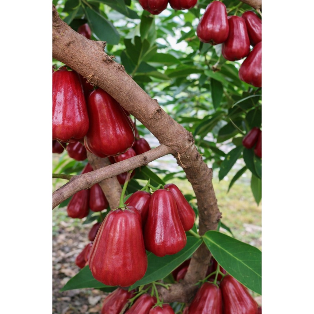 Bibit Jambu Air Citra Unggul Cepat Berbuah Jambu Merah Manis Besar Siap Tanam