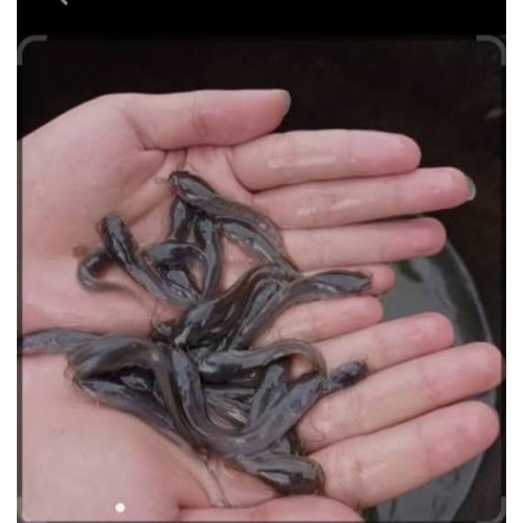 Paket 100ekor +20bonus bibit lele Sangkuriang Dumbo Mutiara size 3-5cm