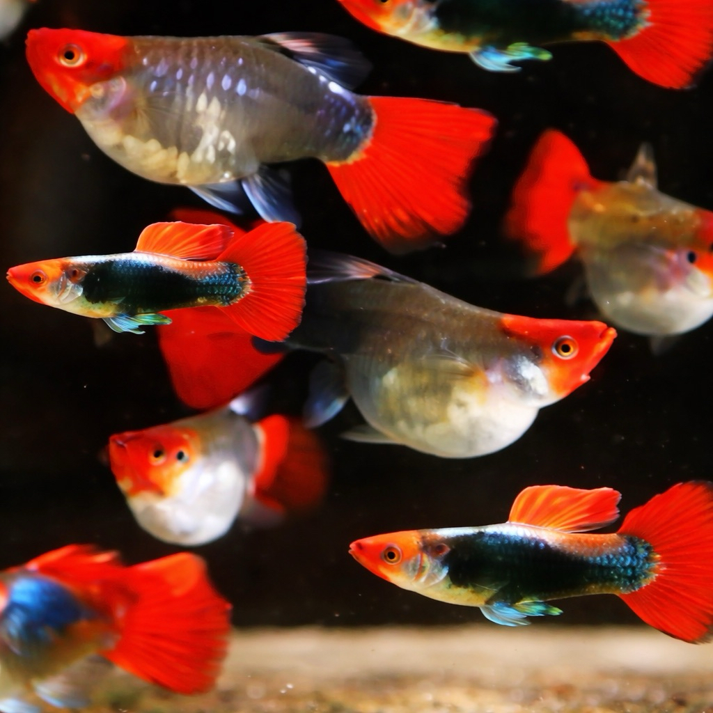 galeri hiasan akuarium sepasang guppy tuxedo koi siap breed