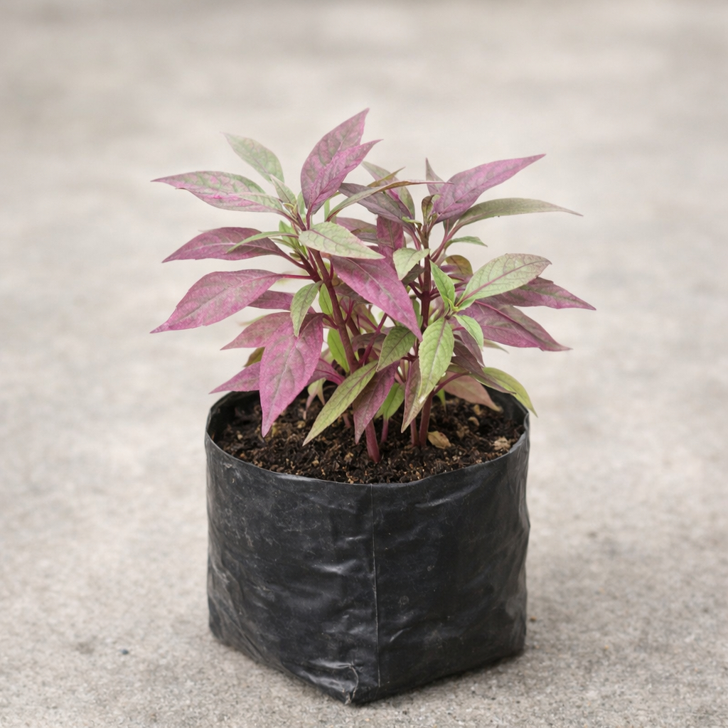 Tanaman Herbal Daun Ungu
