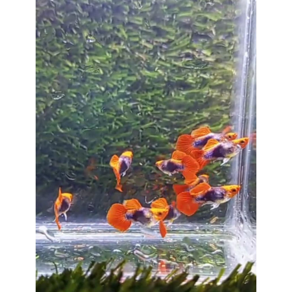 STICKER GUPPY TUXEDO KOI SHORT BODY / STICKER GUPPY TUXEDO KOI SB