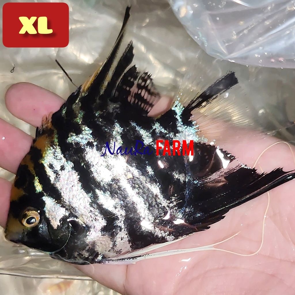 MANFISH PREMIUM GEMUK Ikan Hias Aquarium Aquascape Tricolor size S M L XL Jumbo
