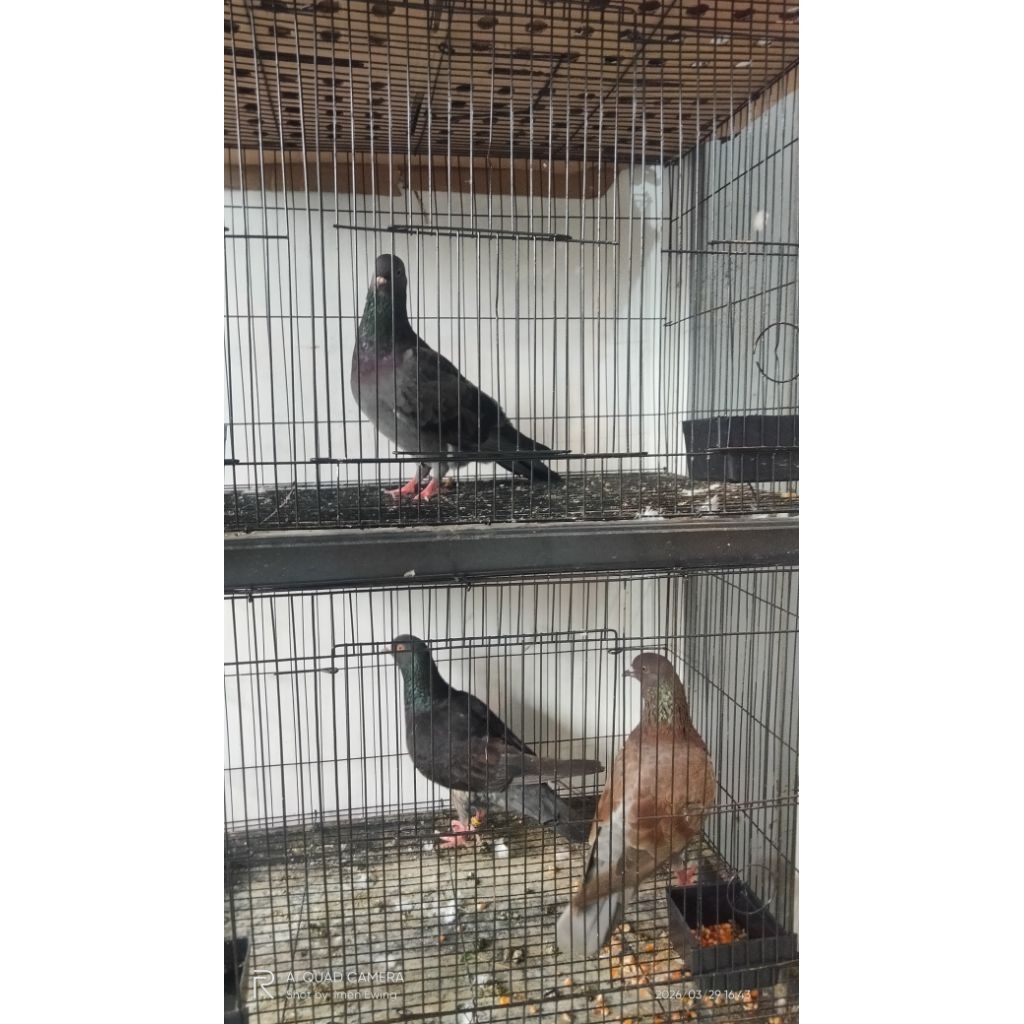 PROMO ,Burung merpati jaminan giring