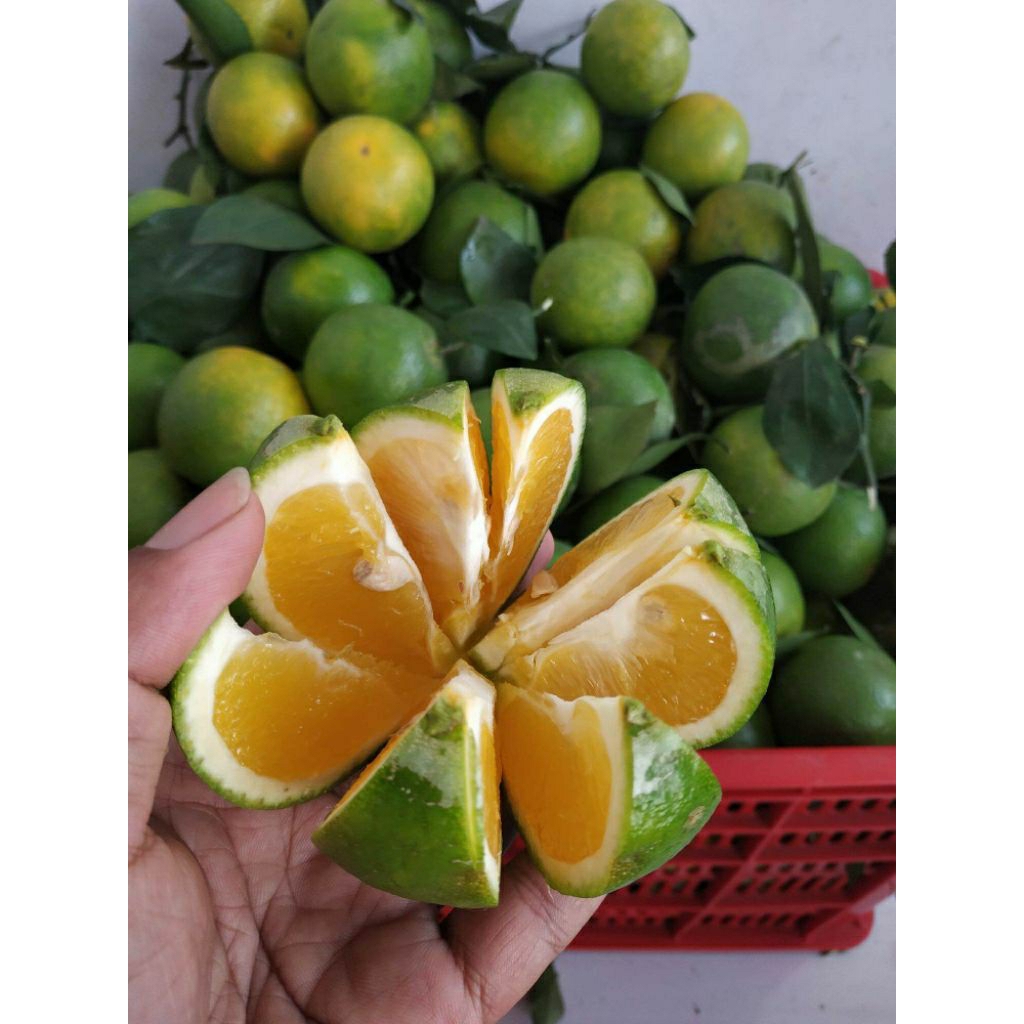 JERUK BABY JAVA JERUK PERAS ES 1KG