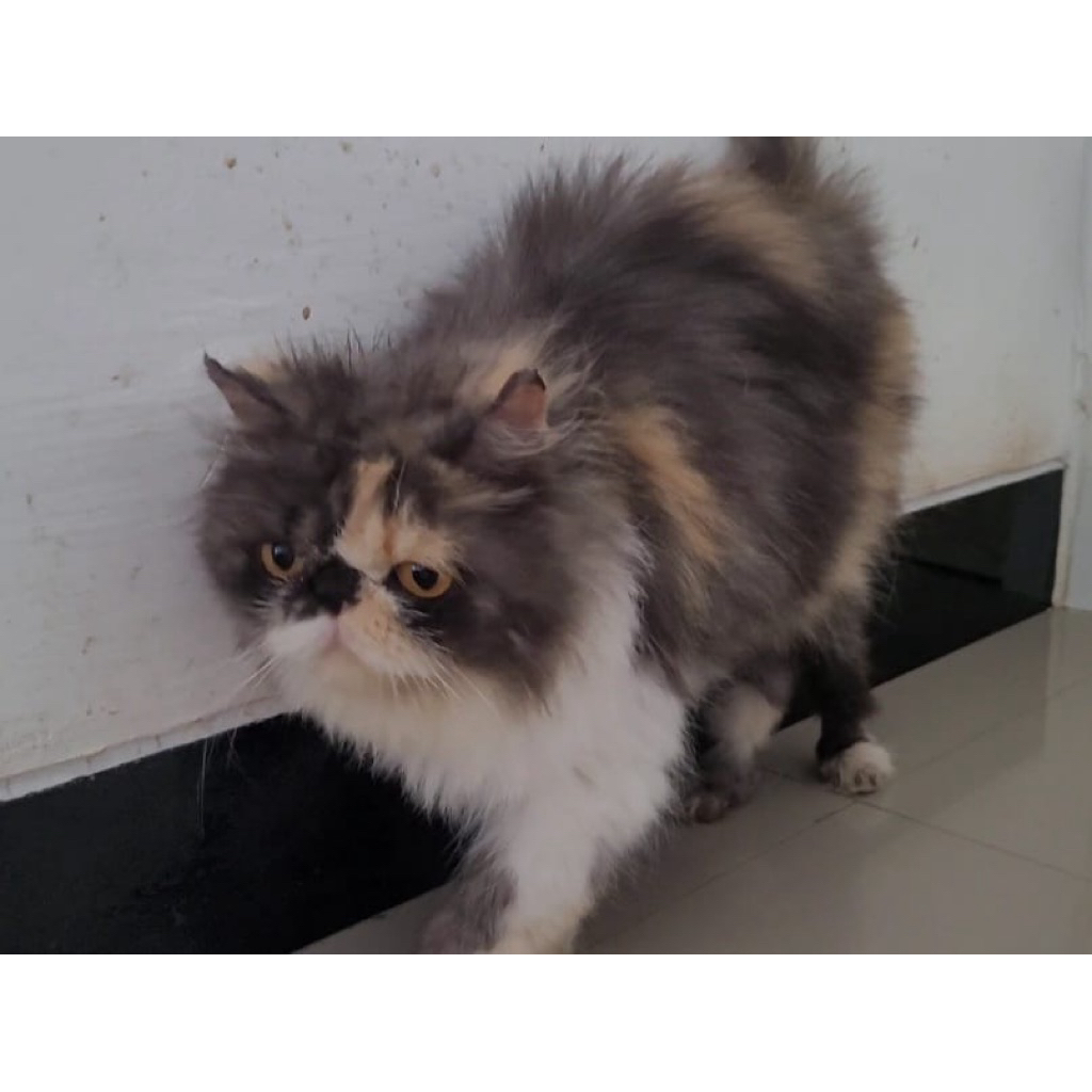 (GOJEK/INSTAN) KUCING PERSIA PEAKNOSE BETINA 2 TAHUN LUCU DAN MANJA