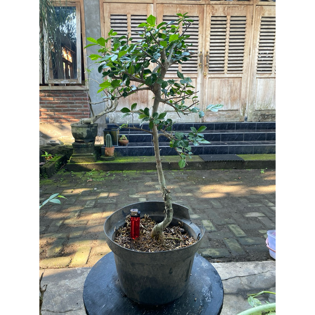 Bahan Bonsai Tanaman Serut sudah hidup