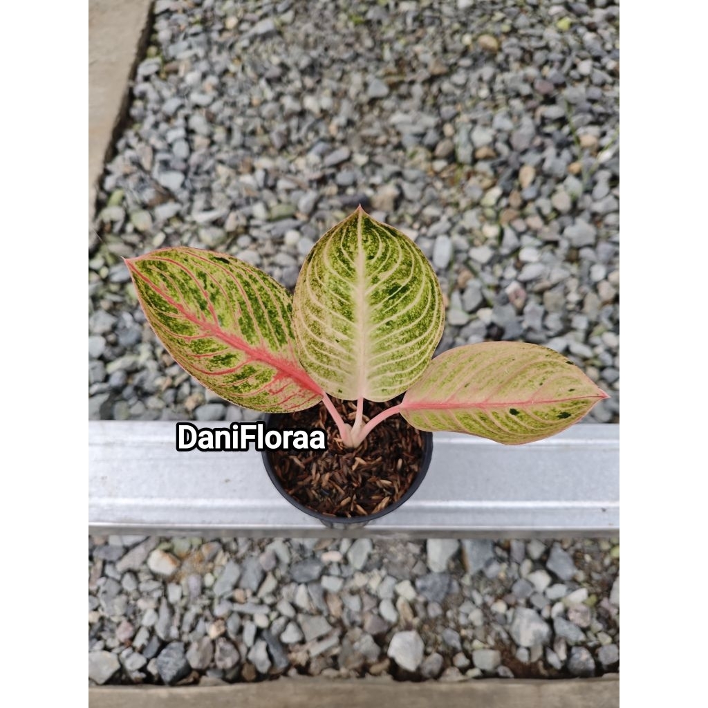 Aglonema Goliath Trah Merah Anakan