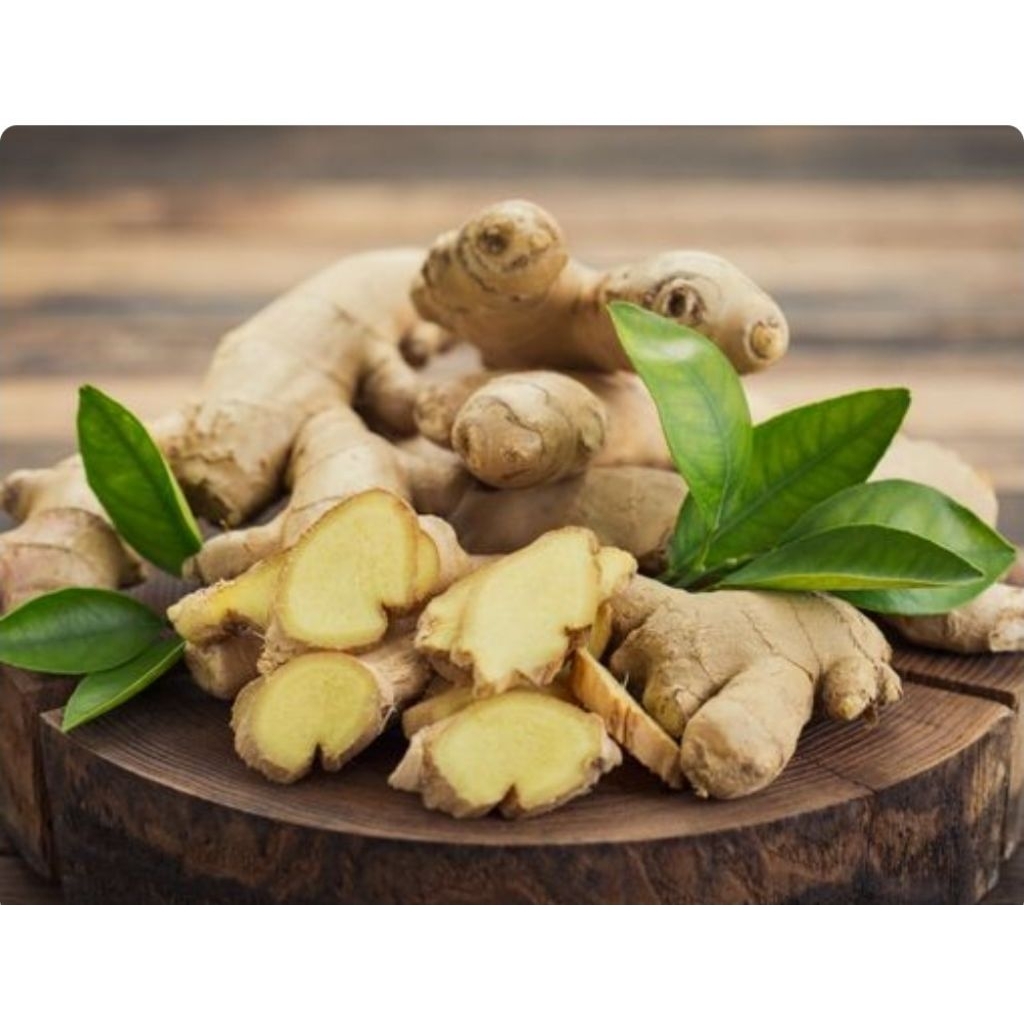 Jahe gajah muda segar 1kg