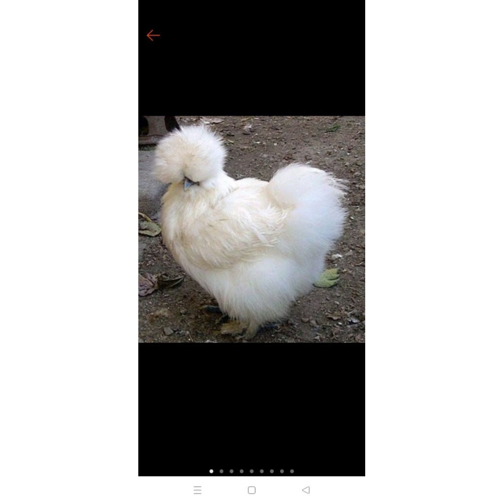 ayam hias American silkie ORI usia 2 bulan sepasang