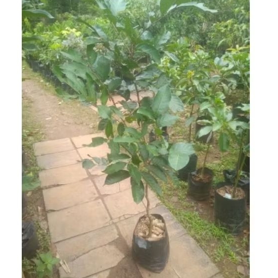 bibit pohon rambutan. binjai dan ropiah