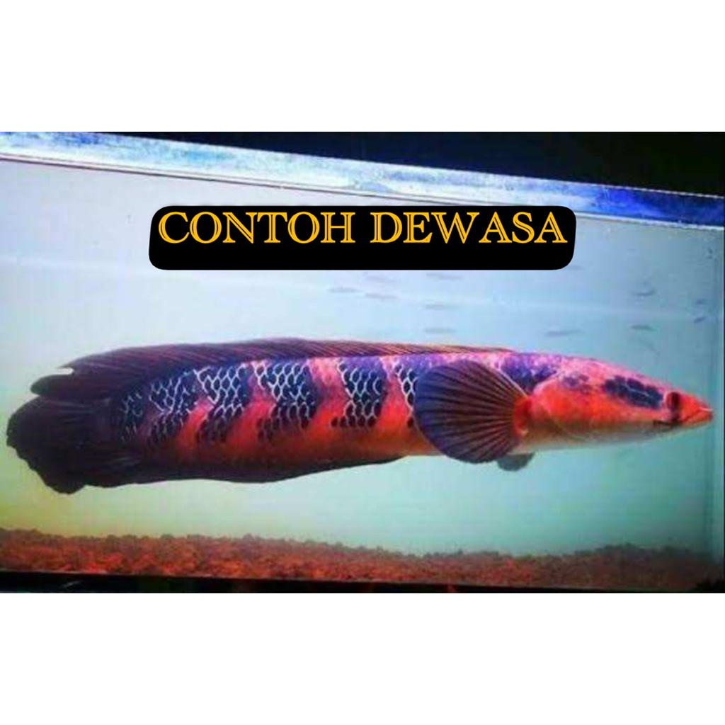 Channa Maru Red Barito Baby