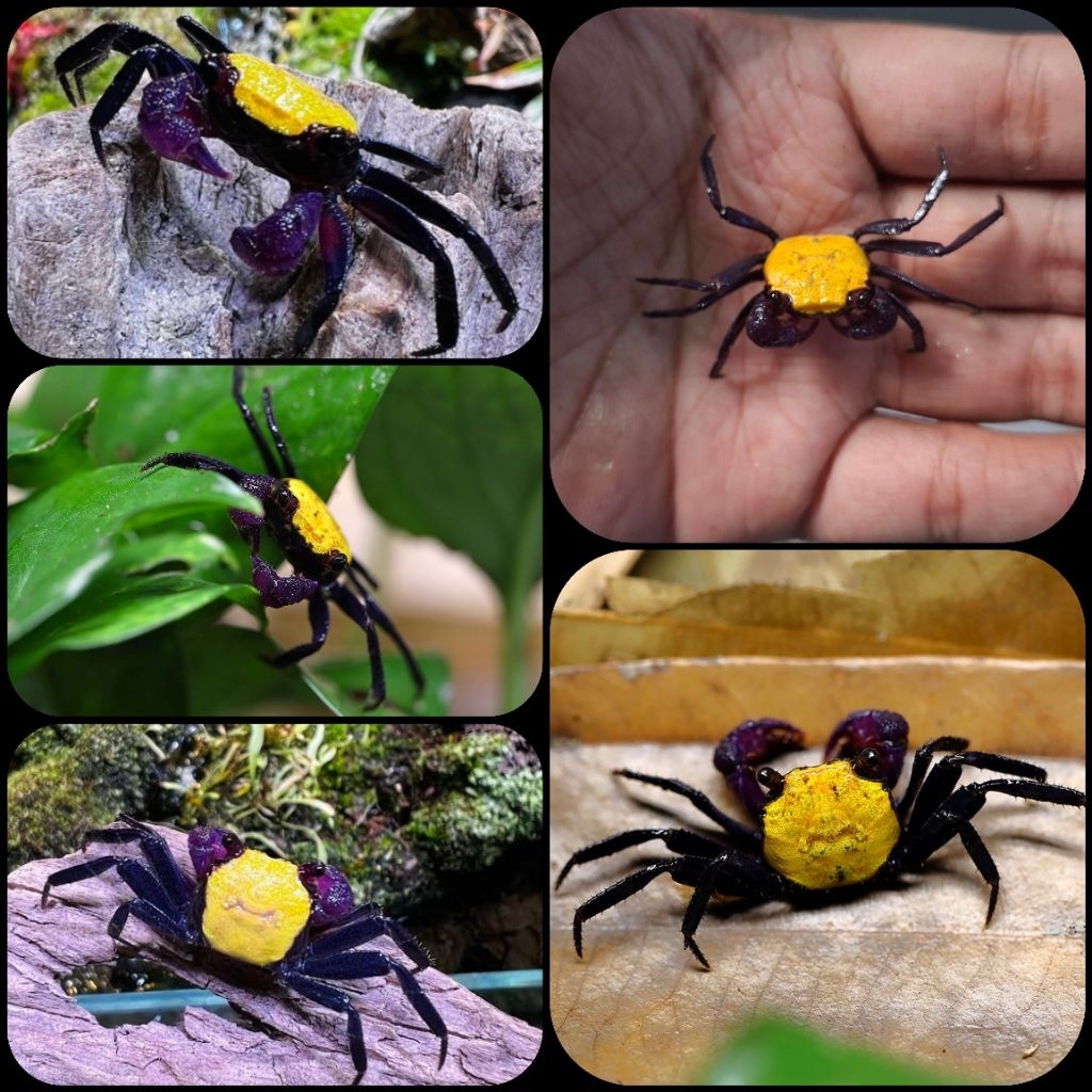 kepiting hias lemon vampire crab atau geosesarma sp banana untuk aquarium dan aquascape