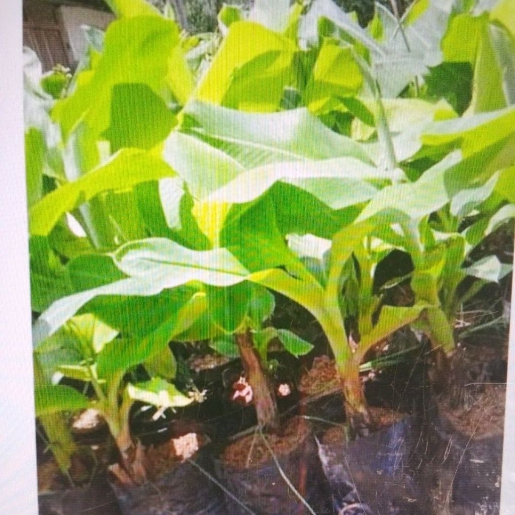 tunas pisang