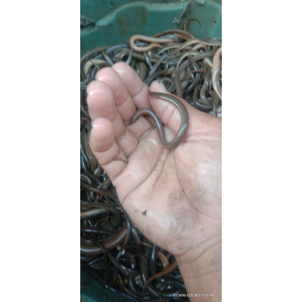 bibit ikan gabus