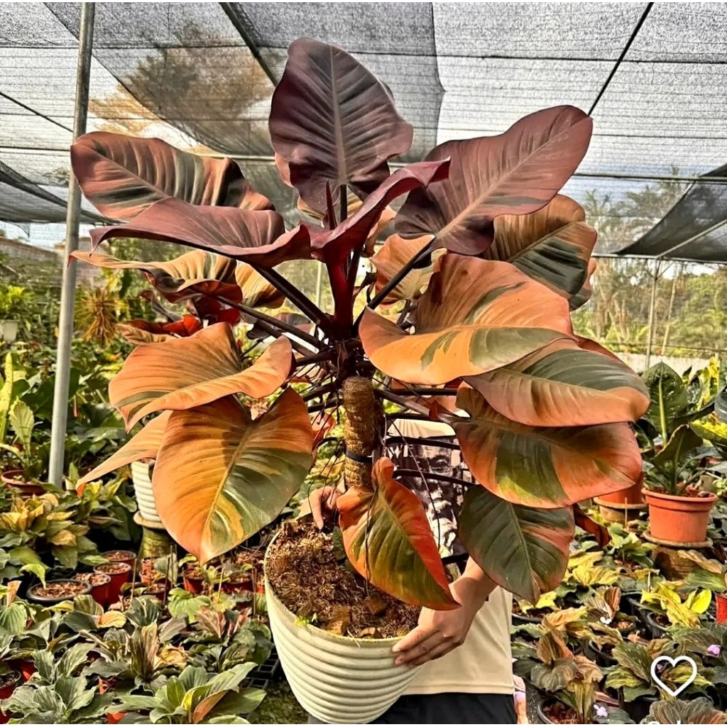 Tanaman Hias Philodendron BLACK CARDINAL BIBIT BONGGOL BERKUALITAS MURAH