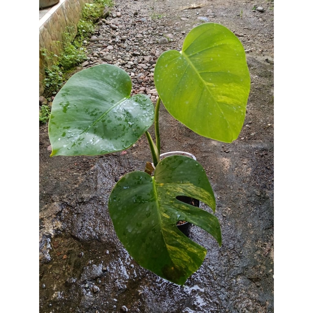 Monstera marmorata / aurea marmorata / monstera variegata kuning / monvar