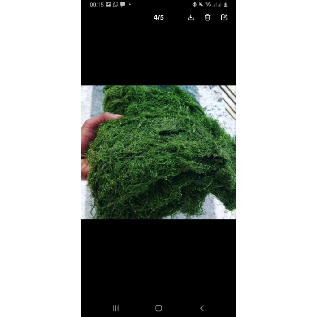 Daun Hijau Gayo 500 gram (XXL500)