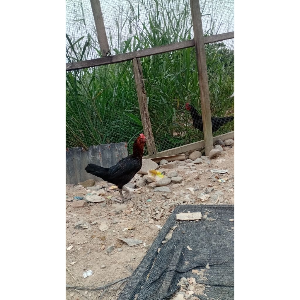 induk ayam siam. bangkok. pama
