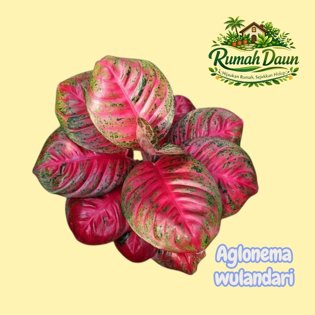 tanaman hias aglonema wulandari - aglonema wulandari