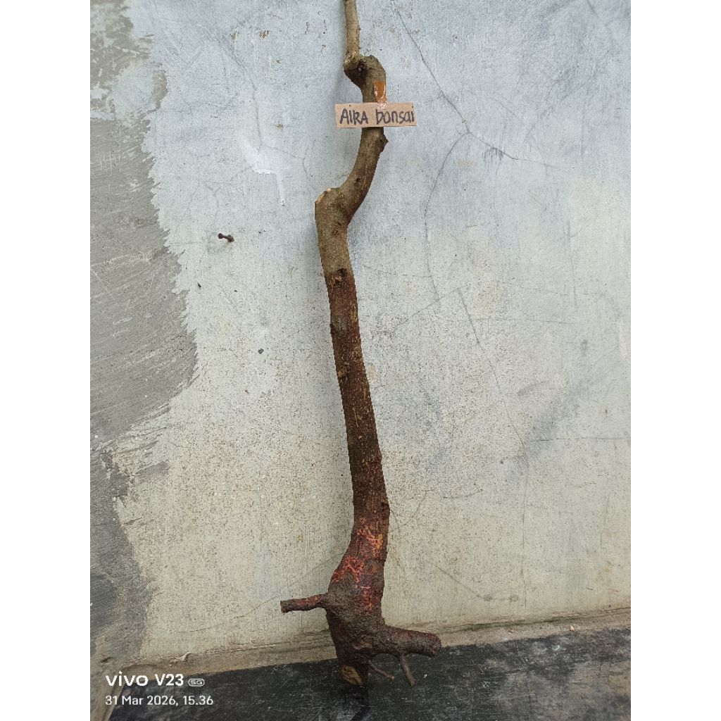 bahan bonsai bidara dongkelan