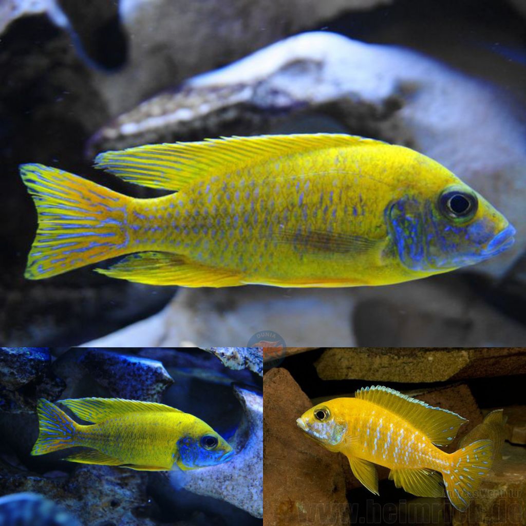 African cichlid Aulonocara baenschi