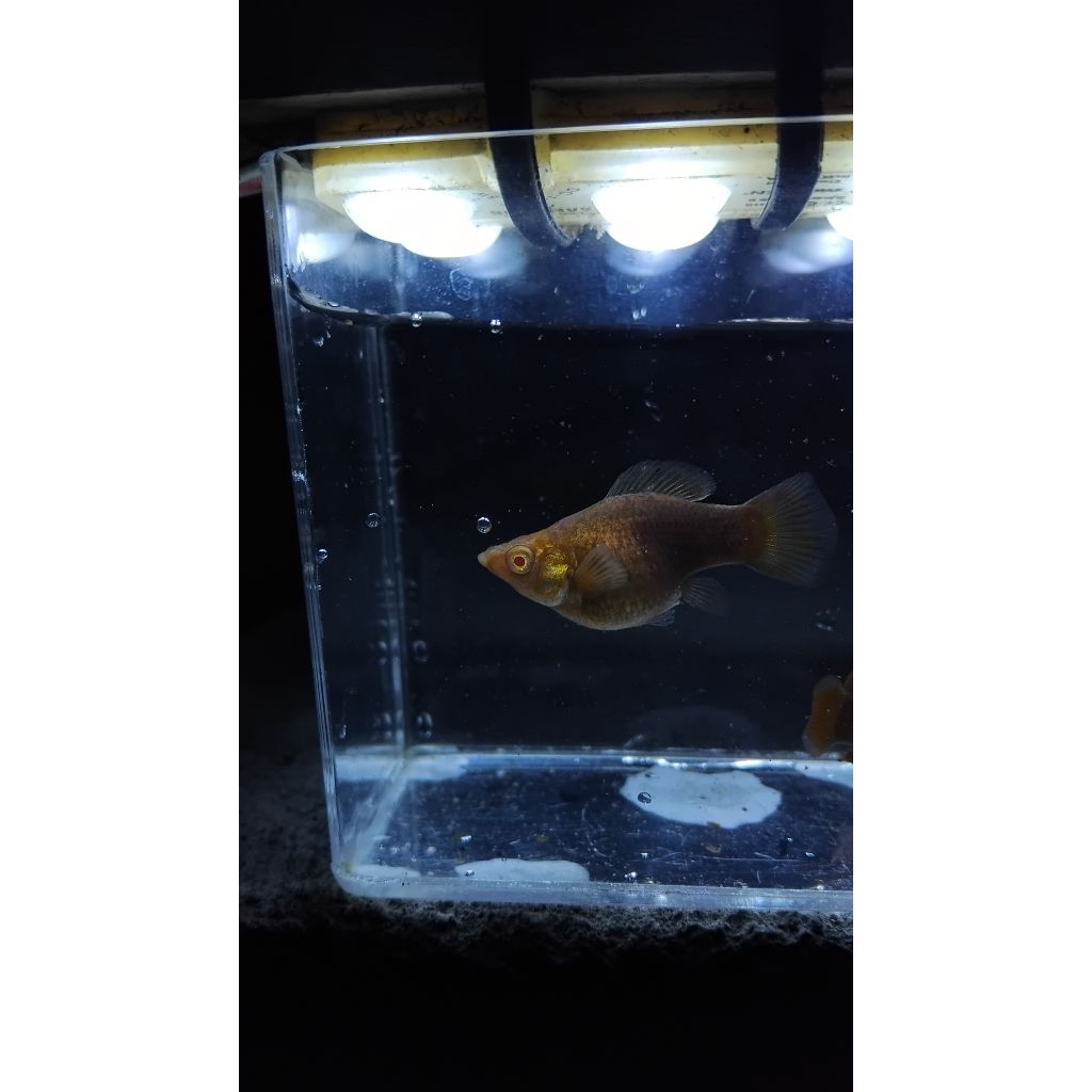 MOLLY ALBINO CHOCO ROUNDTAIL