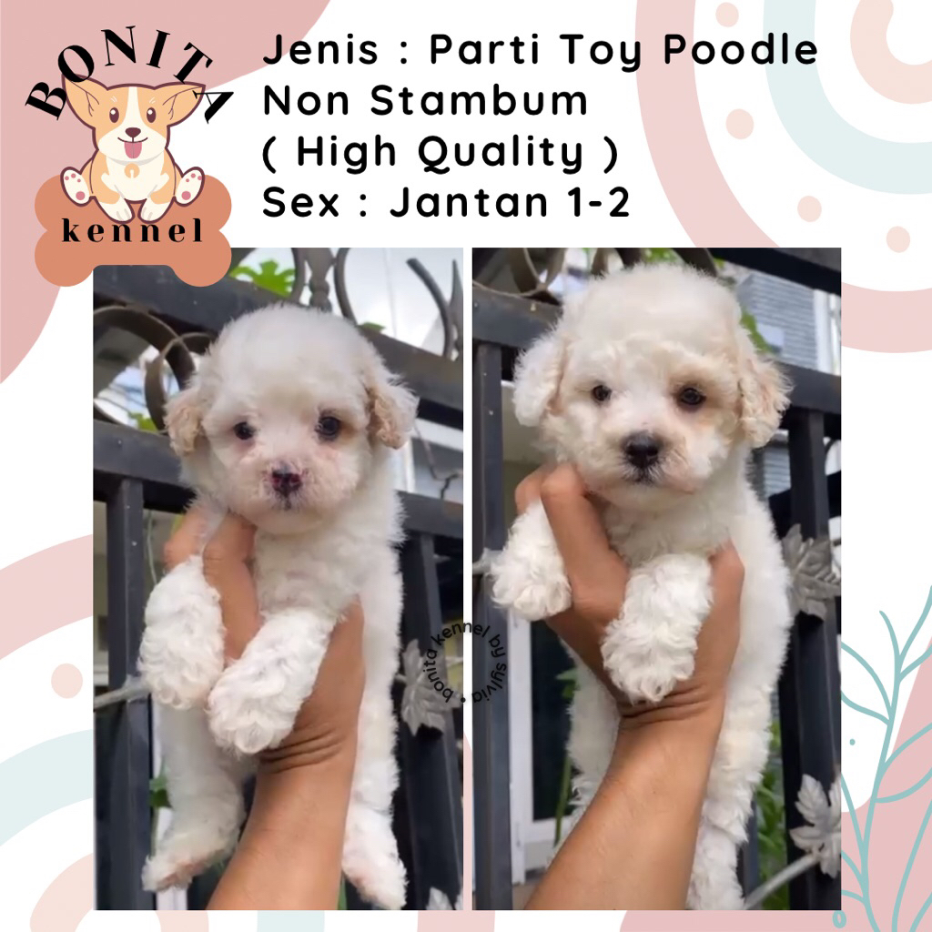 White Parti Toy Poodle Non Stambum Fawn Anak Anjing Poodle Toy Tiny Jantan Betina